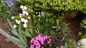 мои рододендроны и не только, 7