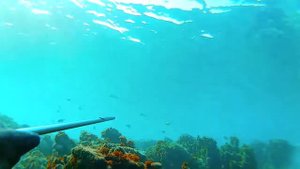 Подводная охота   советы начинающим