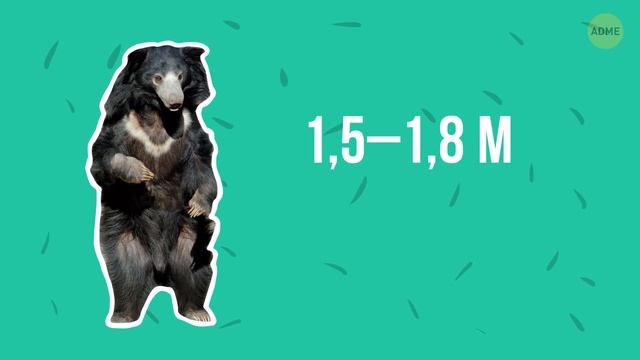 7 редчайших животных, обитающих в Индии