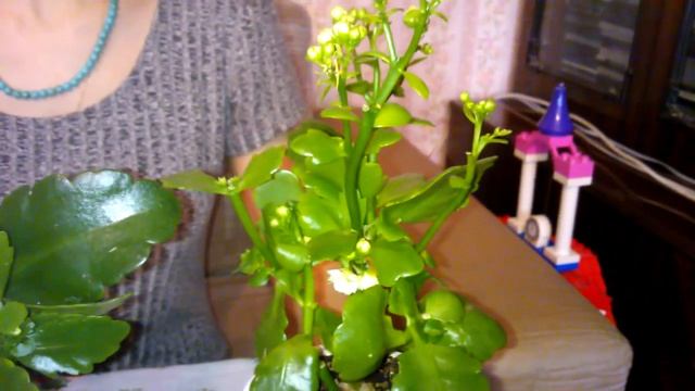 Как чувствуют себя мои каланхоэ после обрезки цветоносов смотреть онлайн
