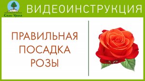 Секреты успешного выращивания роз. Телепередача Земля Уральская. Архив 23.06.2011