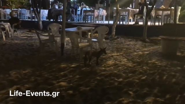 Αλεπουδίτσα σε μαγαζί ανάμεσα σε πελάτες смотреть онлайн