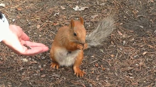 Белочка пришла, ручная | A squirrel came смотреть онлайн