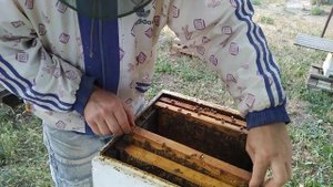 Отбор меда у карники тройзек 1075.(Продолжение).