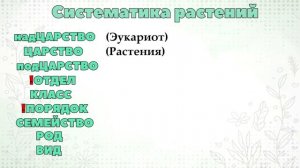 Ботаника.Систематика растений.