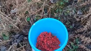 Красная рябина в рационе кур . Сбор, хранение и кормление в зимний период.