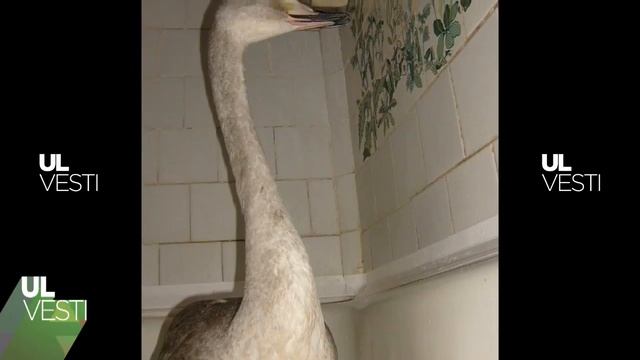 ULVESTI - Зимовка в ванне. Юннаты спасли редкого лебедя-калеку смотреть онлайн