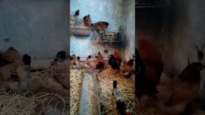 Куры породы Синь синь дянь. Рыжая линия.