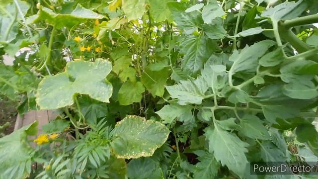 Мировой закусон ? огородные дела ?9 августа 2022 г. смотреть онлайн