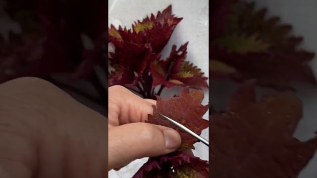 СОХРАНЯЕМ ОДНОЛЕТНИКИ ДО ВЕСНЫ смотреть онлайн