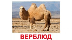 Карточки Домана - ДИКИЕ ЖИВОТНЫЕ РОССИИ картинки для малышей смотреть онлайн
