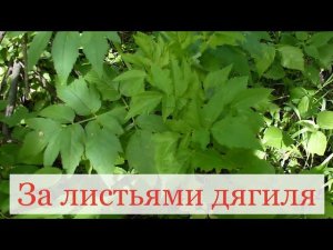 За листьями дягиля 29 мая 2014