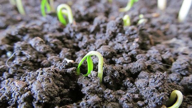 ЛУЧШИЕ СРОКИ ПОСЕВА ПЕРЦА НА РАССАДУ. Когда сажать сладкий перец.