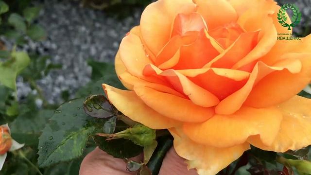 Роза № 23. видео/карта. Медно-оранжевая красотка. Питомник ? и ? Е. Иващенко смотреть онлайн