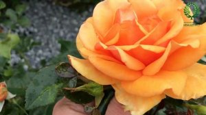 Роза № 23. видео/карта. Медно-оранжевая красотка. Питомник ? и ? Е. Иващенко