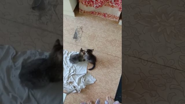 Каждый в отдельности требует внимания и ласки.Какие нежные создания!? смотреть онлайн