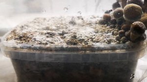 Golden teacher magic mushroom???