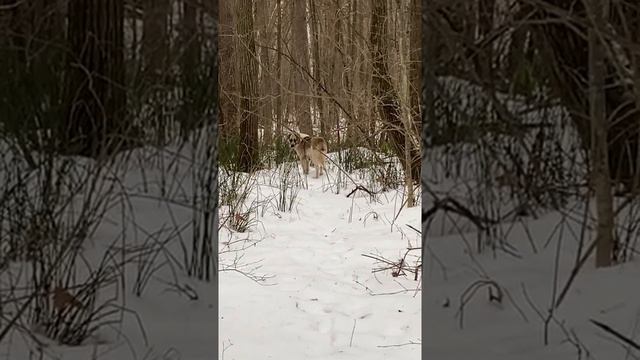 Собака в лесу смотреть онлайн