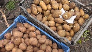 КАРТОФЕЛЬ ВЫСОКОУРОЖАЙНЫЙ !!! КАКИЕ СОРТА МЫ САДИМ!?