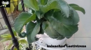 CUIDADO Y CULTIVO DE LA Suculenta Kalanchoe Laetivirens, Mi diario de Jardin