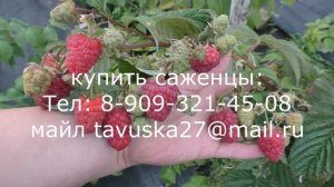 Новый сорт малины ВЕРСАЛЬ
