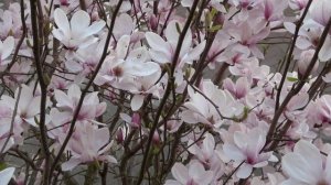 Magnolia soulangeana flowering