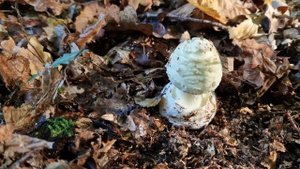 Бледная поганка