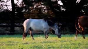 brioso yearling