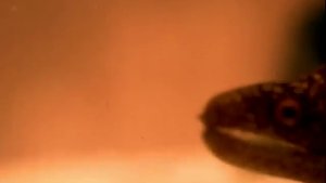 Nine Inch Nails - Closer