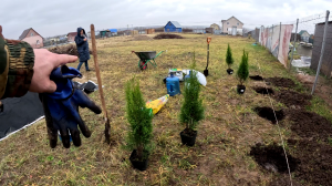 Посадили тюльпаны и туи. Компостная яма на даче.