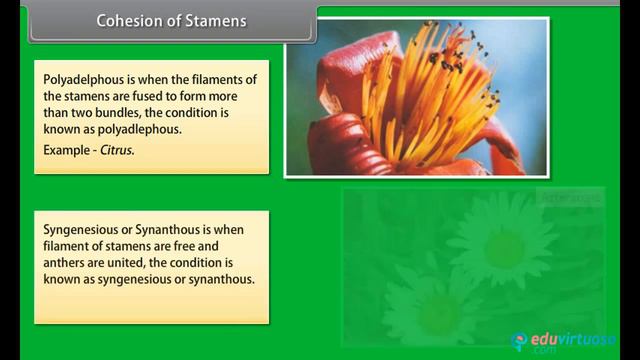 Class 11 | Biology | CBSE | Morphology of Flowering Plants Fruits | ICSE | Free Tutorial смотреть онлайн