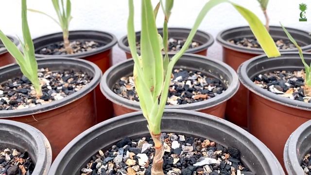 Dragon plant | Dracaena Draco || Cactus and Succulents collection смотреть онлайн