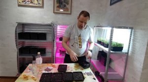 Микрозелень дома - Капуста краснокачанная - фиолетовая. Как вырастить микрозелень?