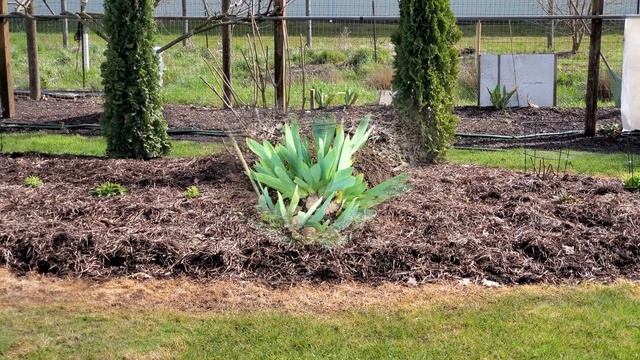 Удобрение, рано весной вносим под розы, под ирисы и под клематисы. смотреть онлайн