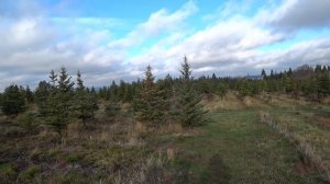 Что будет если срубить ёлку в американском лесу/ Едем за ёлкой / Влог на ферме в Америке