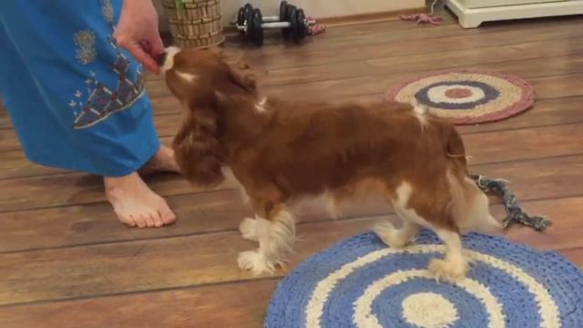 Кавалер Кинг Чарльз Спаниель учит стойку