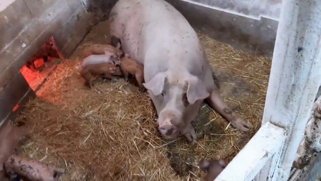 //Які породи свиней ростуть найкраще//Як годую і чому,але Вєтнамиць180 у 7 міс небуде// смотреть онлайн