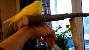 Какарики выкормыш
