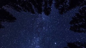 Звуки Ночной Природы, Звуки Цикад для сна и отдыха