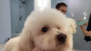 Чем промыть глаза собаке. Можно ли самостоятельно применять капли если текут глаза у собаки?