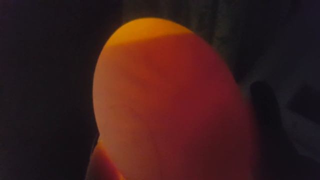 Овоскопирование гусиных яйц. 10 день инкубирование смотреть онлайн