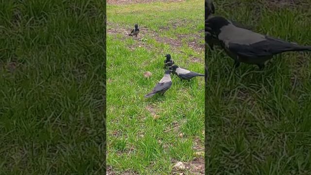 Животный мир Санкт-Петербурга,🐱🐭🌿🦅 метро Ветеранов.