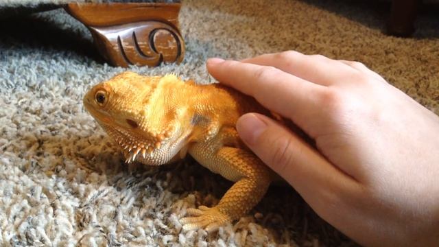 poncho goes смотреть онлайн