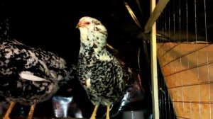 Куры Орловские и Ливенские ситцевые у меня в хозяйстве (Orlovskaya breed chickens )