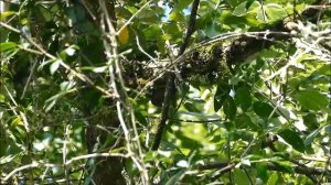 HB - Veniliornis (Picoides) fumigatus - Smoky-brown Woodpecker