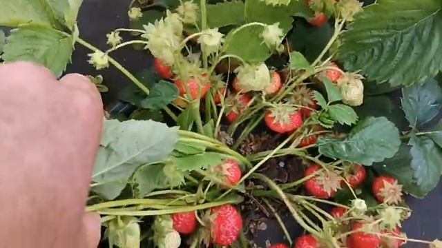 Клубника Ада, первый год посадки, взвешиваем ягоду с первой волны! смотреть онлайн