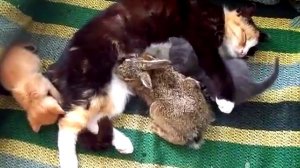Мама-кошка воспитывает крольчонка