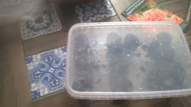 Пеларгония в торфотаблетки. Методика и результат. смотреть онлайн