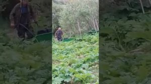 Бурьянокосилка ТС 1000 (видео от клиента)