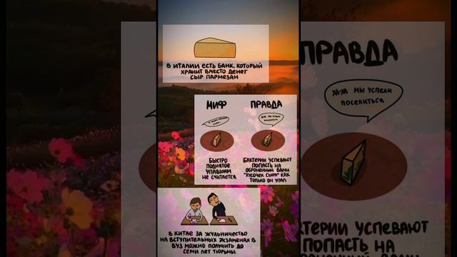 Немного про факты, немного о сыре... 🤔 #рек #рекомендации #факты #сыр #мифы #правда #природа смотреть онлайн